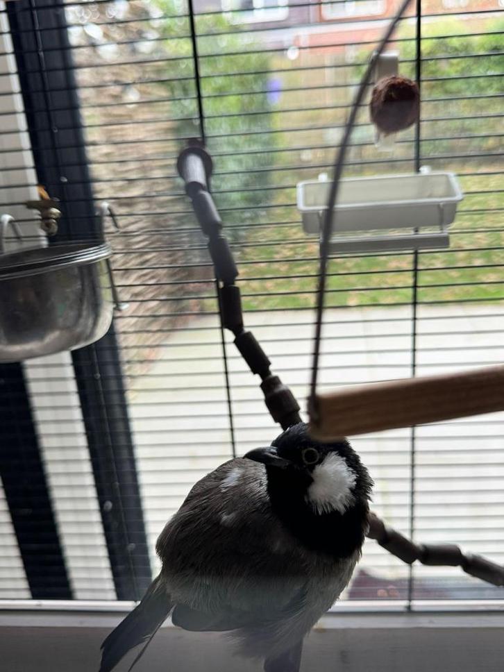 Witoorbuulbuul pop, Dieren en Toebehoren, Vogels | Overige Vogels, Wildzangvogel, Vrouwelijk, Tam