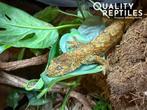 Chahoua gekko man (super tam) met of zonder terrarium., Hagedis, Tam, 0 tot 2 jaar