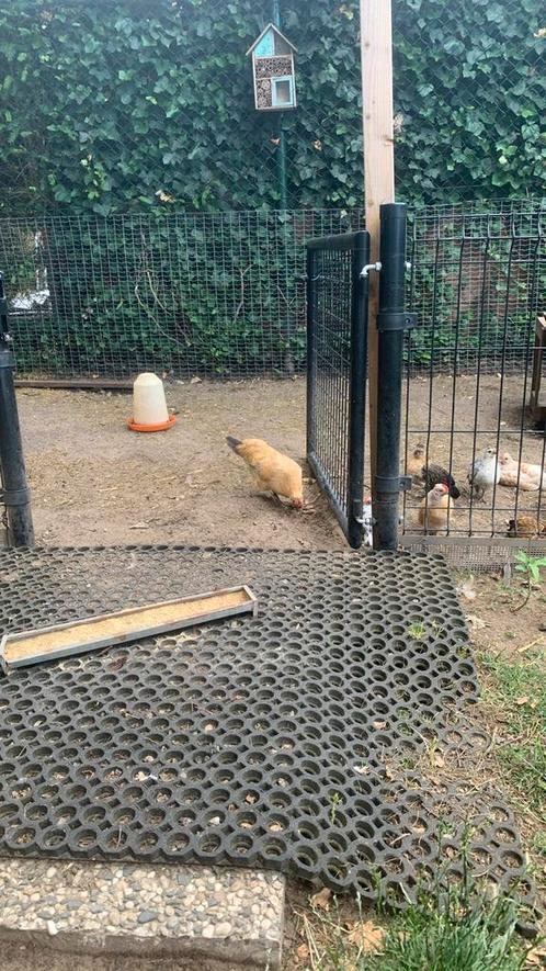 Broedeieren hollandse kriel, Dieren en Toebehoren, Pluimvee, Kip, Geslacht onbekend