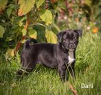 Prachtige RetroMops Puppy's, Pups, Dieren en Toebehoren, Honden | Chihuahua's en Gezelschapshonden, Overige rassen, CDV (hondenziekte)