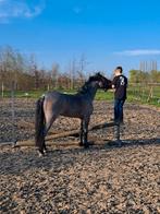 Bijrijder gezocht, Dieren en Toebehoren, Paarden en Pony's | Verzorgingsproducten, Ophalen, Nieuw