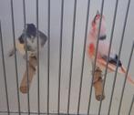 Te koop koppel Harlekijnen, Meerdere dieren, Postuurkanarie