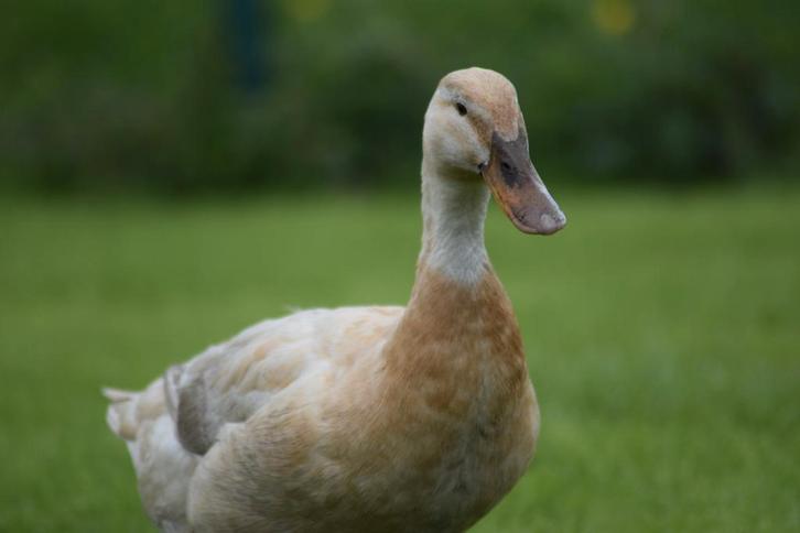 Broedeieren saksen eend, Dieren en Toebehoren, Pluimvee, Eend, Geslacht onbekend