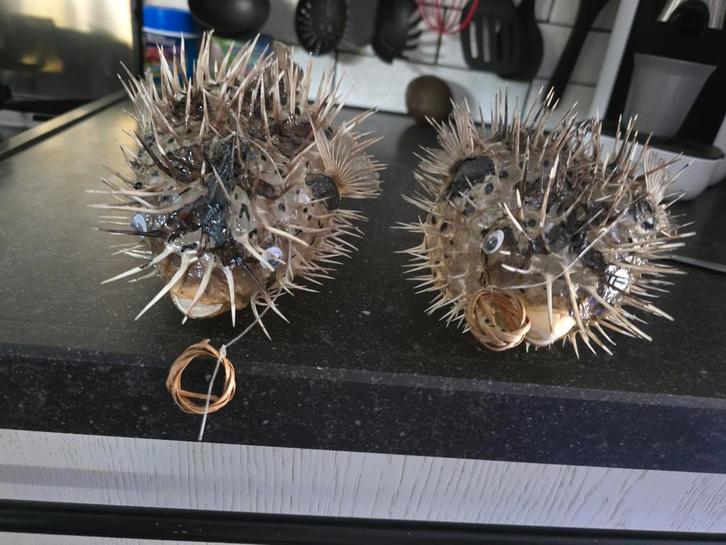 Egelvissen, Verzamelen, Mineralen en Fossielen, Ophalen of Verzenden