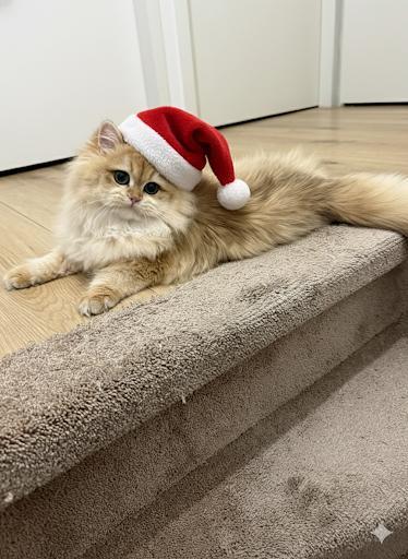 Britse langhaar golden shell ny12 met stamboom 5 maanden oud, Dieren en Toebehoren, Katten en Kittens | Raskatten | Langhaar, Poes