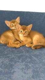 Abessijn kittens, Dieren en Toebehoren, Katten en Kittens | Raskatten | Korthaar, Meerdere dieren, Gechipt, 0 tot 2 jaar