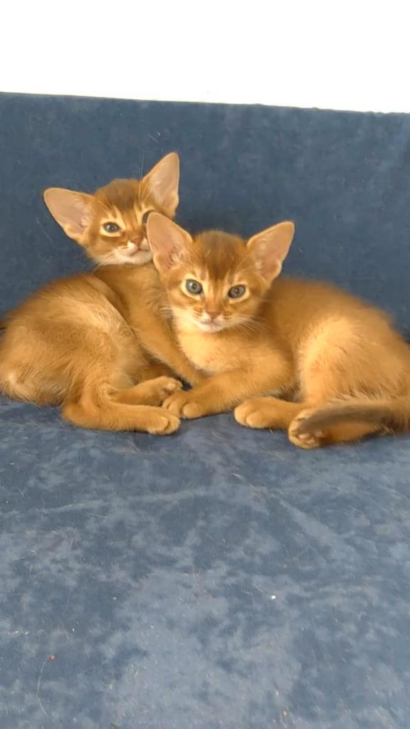 Abessijn kittens, Dieren en Toebehoren, Katten en Kittens | Raskatten | Korthaar, Meerdere dieren, 0 tot 2 jaar, Met stamboom