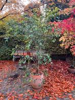 Grote ficus benjamin in aardenwerk pot, Volle zon, Bloeit niet, 100 tot 250 cm, Overige soorten