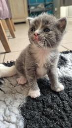 Blauwe rus,   voorlopig allemaal gereserveers, Meerdere dieren, Ontwormd, 0 tot 2 jaar