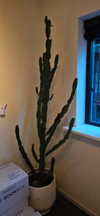 Grote Euphorbia cactus in pot, Tuin en Terras, Planten | Tuinplanten, Overige soorten, Volle zon, Vaste plant, Ophalen of Verzenden