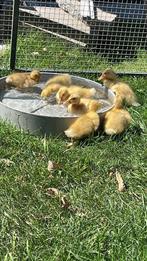 Saksische/ Saksen eenden, Dieren en Toebehoren, Meerdere dieren, Wildzangvogel, Tam