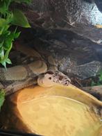Boa Constrictor Imperator Ghost arabesque 66%moonglow, Dieren en Toebehoren, Reptielen en Amfibieën, Slang