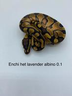 Enchi het lavender albino vrouw, Dieren en Toebehoren, Reptielen en Amfibieën, Slang, 0 tot 2 jaar