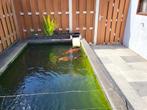 koi vissen, Dieren en Toebehoren, Vissen | Vijvervissen, Karper of Koi