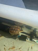 Schildpadjes, Dieren en Toebehoren, Reptielen en Amfibieën, Schildpad, 0 tot 2 jaar