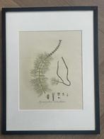 1820 Flora Batava / Jan Kops - Kransbloemig Vederkruid, Antiek en Kunst, Ophalen of Verzenden