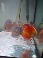 Discussen ,discus  vissen 24 stuks., Vis