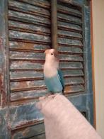 Agapornis, Vrouwelijk, Dwergpapegaai of Agapornis, Geringd