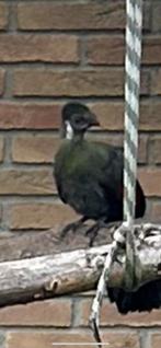 0-0-1 Witwang toerako, Dieren en Toebehoren, Geslacht onbekend, Tropenvogel