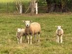 Tk 2 ooien met 3 lammeren, Dieren en Toebehoren, Vrouwelijk, Schaap