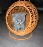 Britse korthaar kittens (1ste nestje), Dieren en Toebehoren, Katten en Kittens | Raskatten | Korthaar, Meerdere dieren, Ontwormd