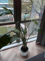 Strelizia +- 1,70, Huis en Inrichting, Kamerplanten, Groene kamerplant, Ophalen, Halfschaduw, 150 tot 200 cm