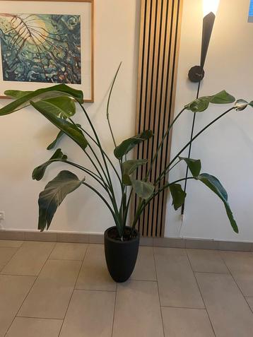 Grote Strelitzia Nicolai (150cm) incl. pot beschikbaar voor biedingen