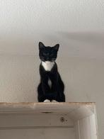 2 katjes (liefst samen weg), Dieren en Toebehoren, Katten en Kittens | Overige Katten