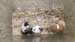 Goudhamsters, syrische hamster, jonge hamsters, Dieren en Toebehoren, Hamster, Juli, Meerdere dieren, Tam