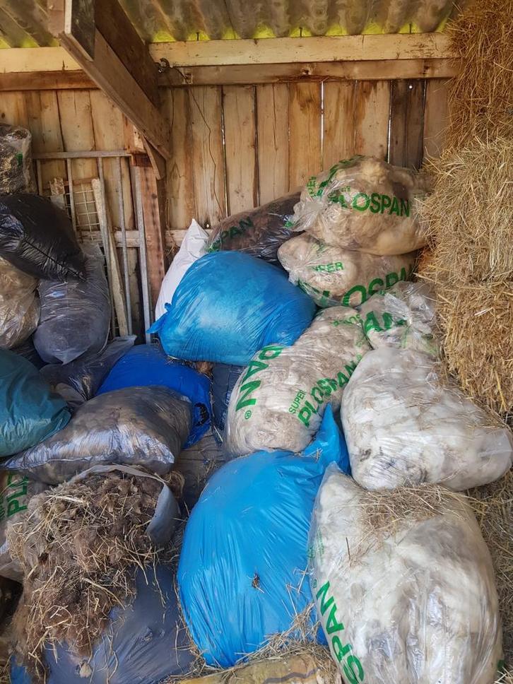 Schapen en alpaca wol, Dieren en Toebehoren, Schapen, Geiten en Varkens, Schaap, Meerdere dieren