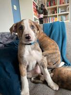 Border Collie X Whippet Pups – gezinsvriendelijk!, Dieren en Toebehoren, Rabiës (hondsdolheid), Overige rassen, 8 tot 15 weken