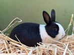 Jonge hollander konijnen, Dieren en Toebehoren, Konijnen, Meerdere dieren, Middelgroot, 0 tot 2 jaar