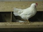witte leghennen te koop, Vrouwelijk, Kip
