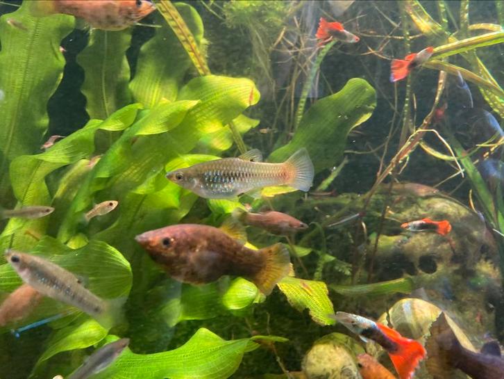 Limia perugiae, Dieren en Toebehoren, Vissen | Aquariumvissen, Vis