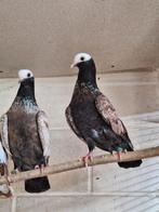 Catalaanse tuimelaars, Dieren en Toebehoren, Meerdere dieren, Tuimelaar of Roller