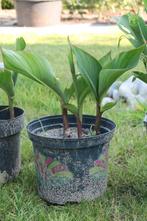 Canna Rood Indisch Bloemriet in pot, Volle zon, Vaste plant, Zomer, Ophalen