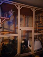 grote katten ren, Dieren en Toebehoren, Katten-accessoires, Ophalen of Verzenden, Zo goed als nieuw