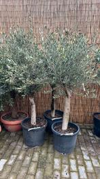 Olea europaea olijfboom stamomtrek 20/30cm, Olijfboom, Zomer, Volle zon, Ophalen