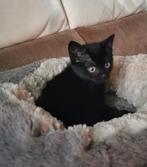 Schattig zwart poesje, Dieren en Toebehoren, Poes