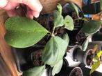 Plant Hoya Kerrii, Ophalen, Overige soorten, Minder dan 100 cm