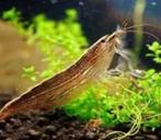 molukse waaier garnaal €12,50, Dieren en Toebehoren, Vis, Zoetwatervis