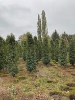 Grote Portugese laurier tot 275 cm, Tuin en Terras, Planten | Bomen, Bloeit niet, Halfschaduw, 100 tot 250 cm, Overige soorten