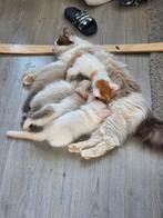 Siberische Noorse boskat kittens, Dieren en Toebehoren, Meerdere dieren
