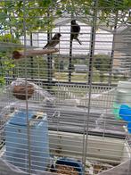 Twee mooie bloempeuter, Dieren en Toebehoren, Vogels | Kanaries, Geslacht onbekend