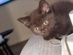 Britse korthaar kitten kater, Dieren en Toebehoren, 0 tot 2 jaar