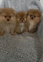 Pomeriaan Teefjes Reutje Bearface Pups, Dieren en Toebehoren, 8 tot 15 weken, Teef, Eén hond, Nederland