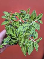 Euphorbia Titimaloides Variegata p10