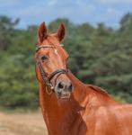 Bijrijder gezocht!, Dieren en Toebehoren, Ophalen of Verzenden