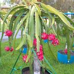 Drakenfruit stekken, Ophalen of Verzenden, Cactus, Minder dan 100 cm