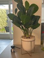 Mooie Nep Plant voor Binnen, Overige soorten, In pot, Minder dan 100 cm, Groene kamerplant